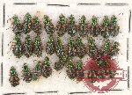 Scientific lot no. 406 Carabidae (30 pcs)