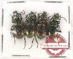 Scientific lot no. 407 Carabidae (4 pcs)