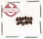 Scientific lot no. 126 Staphylinidae (12 pcs)