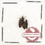 Scientific lot no. 127 Staphylinidae (3 pcs)