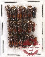 Scientific lot no. 93 Scolytidae (18 pcs)