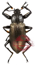 Tenebrionidae sp. 1