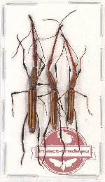 Scientific lot no. 60 Brenthidae (3 pcs A2)