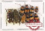 Scientific lot no. 372 Chrysomelidae (10 pcs A2)
