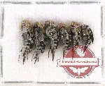 Scientific lot no. 54 Mordellidae (6 pcs)