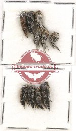 Scientific lot no. 57 Mordellidae (10 pcs)