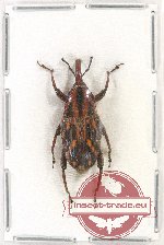 Curculionidae sp. 106