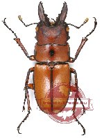 Prosopocoilus occipitalis anoa