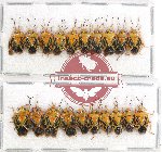 Scientific lot no. 803 Heteroptera (20 pcs)