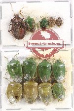 Scientific lot no. 762 Heteroptera (13 pcs A2)