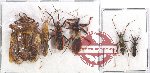 Scientific lot no. 822 Heteroptera (6 pcs)