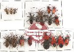 Scientific lot no. 791 Heteroptera (17 pcs)
