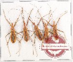 Scientific lot no. 809 Heteroptera (5 pcs)