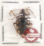 Scientific lot no. 797 Heteroptera (1 pc)