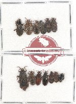 Scientific lot no. 810 Heteroptera (13 pcs)