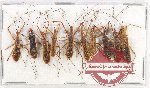 Scientific lot no. 837 Heteroptera (10 pcs)