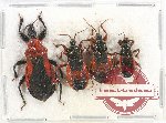 Scientific lot no. 836 Heteroptera (4 pcs)