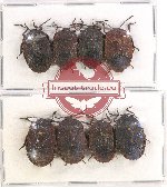 Scientific lot no. 801 Heteroptera (8 pcs)