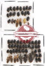 Scientific lot no. 785 Heteroptera (65 pcs)