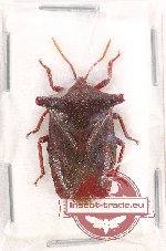 Scientific lot no. 775 Heteroptera (1 pc)