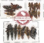 Scientific lot no. 89 Dermaptera (21 pcs)