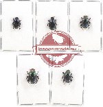 Scientific lot no. 510 Coprophaga (5 pcs A, A-, A2)