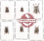 Scientific lot no. 220 Cerambycidae (6 pcs - 3 pcs A2)