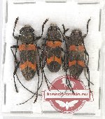 Scientific lot no. 226 Cerambycidae (3 pcs A2)