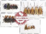 Scientific lot no. 349 Chrysomelidae (17 pcs)