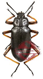 Tenebrionidae sp. 7