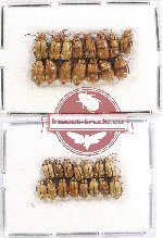 Scientific lot no. 336 Chrysomelidae (30 pcs)