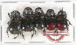 Scientific lot no. 512 Coprophaga (5 pcs A2)