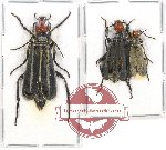 Scientific lot no. 44 Meloidae (3 pcs)