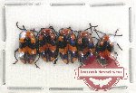 Scientific lot no. 307 Chrysomelidae (5 pcs)