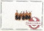 Scientific lot no. 309 Chrysomelidae (5 pcs)