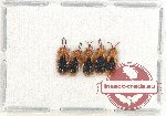 Scientific lot no. 309 Chrysomelidae (5 pcs)