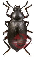 Tenebrionidae sp. 8