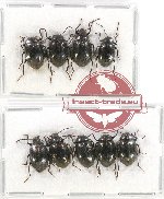 Scientific lot no. 252 Tenebrionidae (9 pcs)