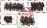 Scientific lot no. 261 Tenebrionidae (25 pcs)