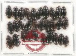 Scientific lot no. 253 Tenebrionidae (30 pcs)