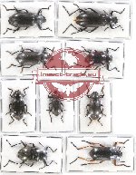 Scientific lot no. 255 Tenebrionidae (9 pcs)