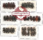 Scientific lot no. 262 Tenebrionidae (37 pcs)