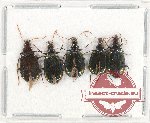 Scientific lot no. 398 Carabidae (7 pcs A-, A2)