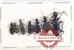 Scientific lot no. 397 Carabidae (7 pcs - 5 pcs A2)