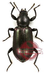 Tenebrionidae sp. 9