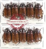 Scientific lot no. 96 Melolonthinae (10 pcs)