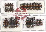 Scientific lot no. 109 Erotylidae (22 pcs)