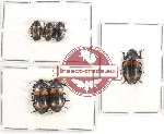 Scientific lot no. 107 Erotylidae (6 pcs A, A-, A2)