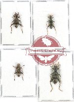 Scientific lot no. 95 Cleridae (4 pcs)