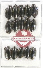 Gyrinidae Scientific lot no. 36 (15 pcs)